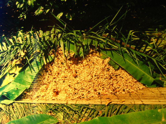 3. Pile up the cacao beans and let them ferment