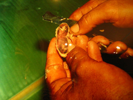 5. Using a sharp metal object, cut the bean open and extract the bitter cacao powder. Grind the powder into a paste, add milk, cream, sugar and voila, chocolate is born!