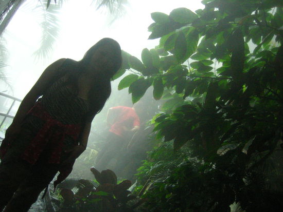 Cacoa is found in rainforest-like conditions