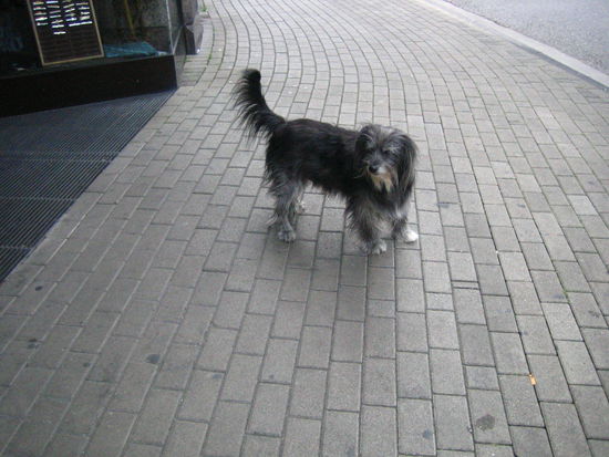 Our little friend we visited every day while here in Cologne