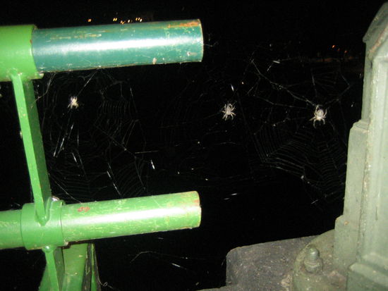 Spiders galore on the St Charles' in Prague