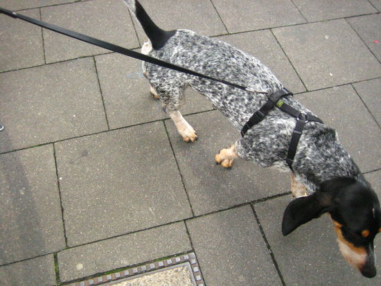 What a cool coat on this doggie