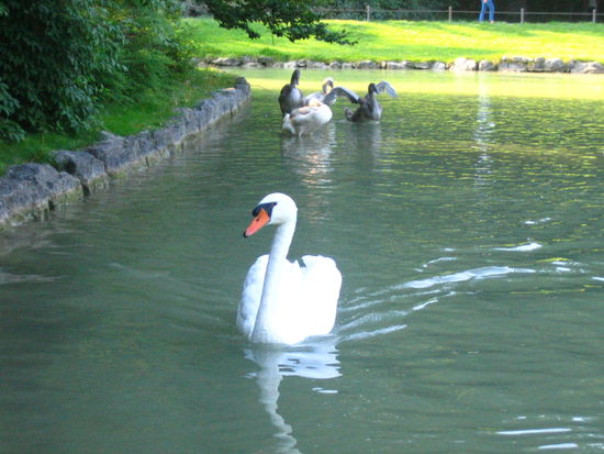 A swan lake