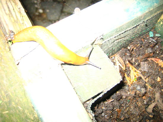 Say hello to our leetle friend