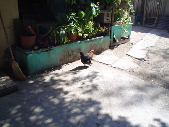 Our neighbourhood chook