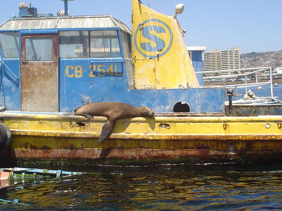 A sleeping seal . . .