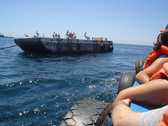 Pelicans here are grey . . .