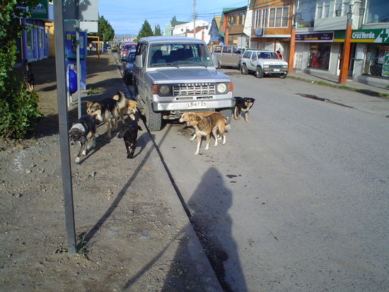 Dogs in PN.  All of Chile seems to have a problem with packs of dogs roaming as they see fit but this was the biggest one I saw.