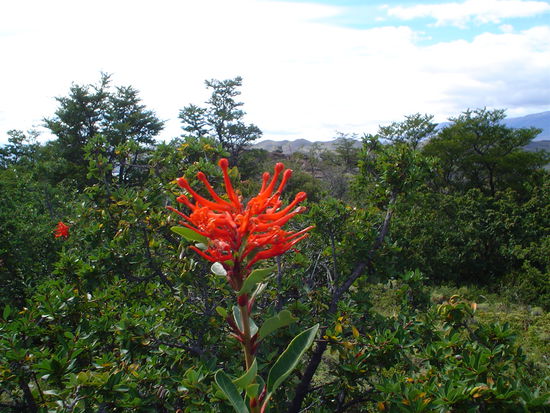Pretty flowers along the way