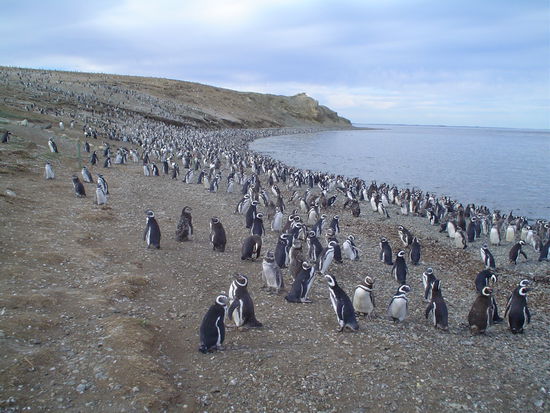 ay yay yay, mucho penguinos!