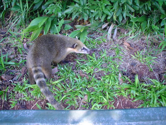 Funny little critters that are all over the park