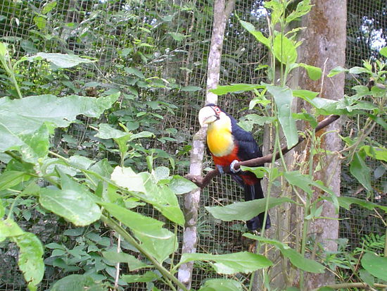 Tucan