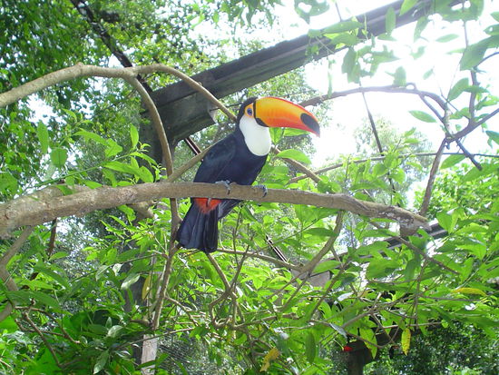 anyone seen the fruit loops?