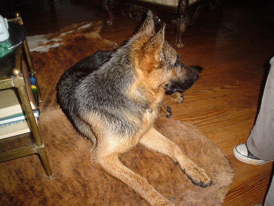 Our furry friend that followed us around