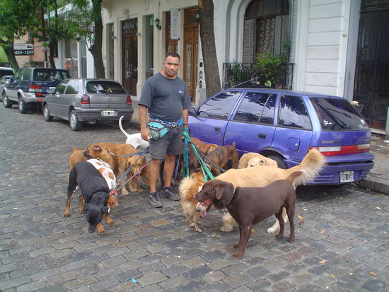 BA loves a dog walker