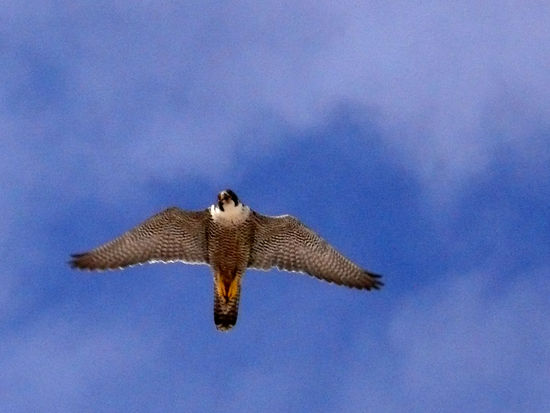 peregrine falcon