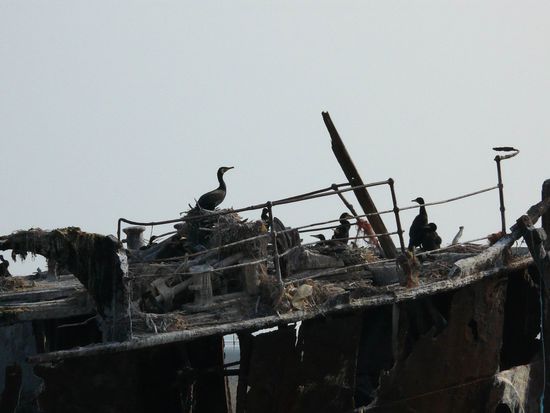 cormorants nesting on a wreck