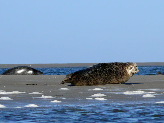 seals at a sand bank