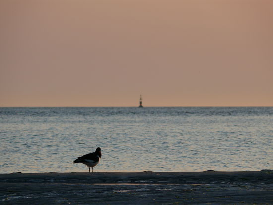 evening view