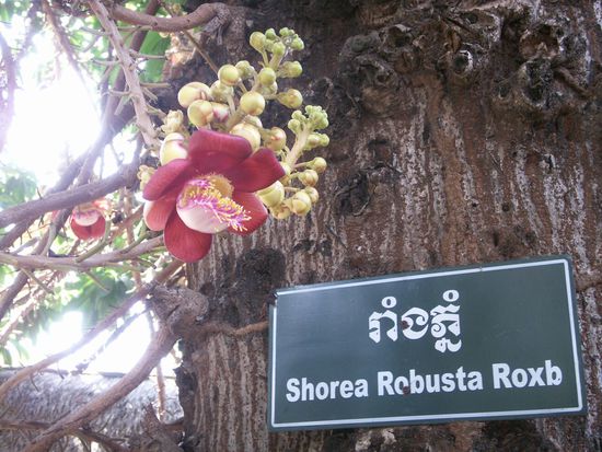 That's probably the coolest plant I saw during my travels: huge tree, lovely flowers that wilted in a matter of hours. but lovely looking, aint it?