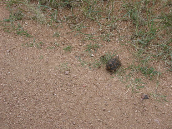 leopard!!! (tortoise) - one of the small five!