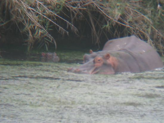 happy hippos!