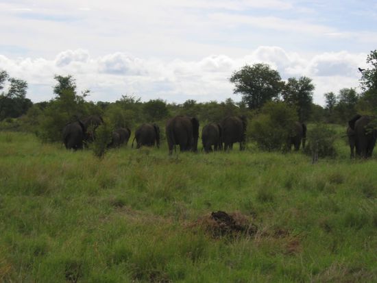 elephants, of course