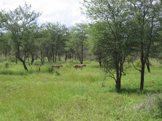 two lions hunting for impala (without success I might add)