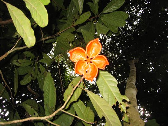 cool plants grow in the jungles of malaysia