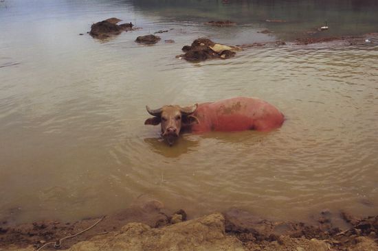 The odd coloured Buffalo.