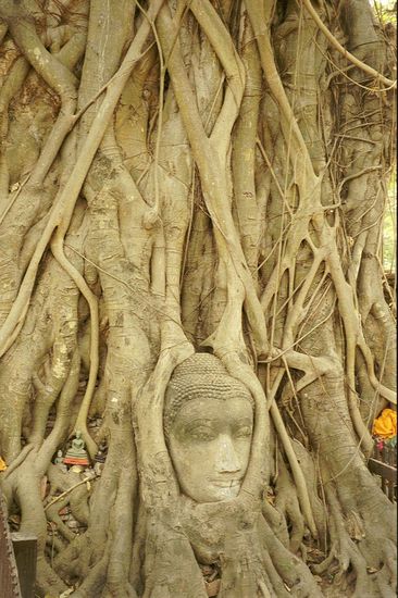 Buddha head wrapped in roots, actually not more than a vestige of the Burmese demolition policy.