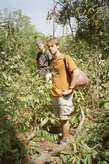 Tourists and mixed forests