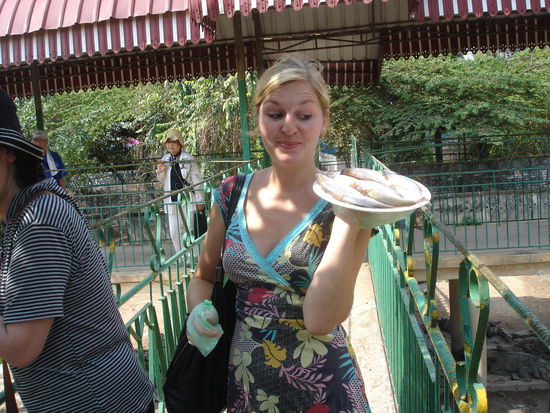 smelly fish food for the crocos