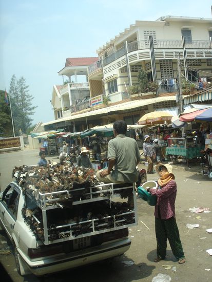 Mobile chicken farm I saw on my way to Phnom Penh 