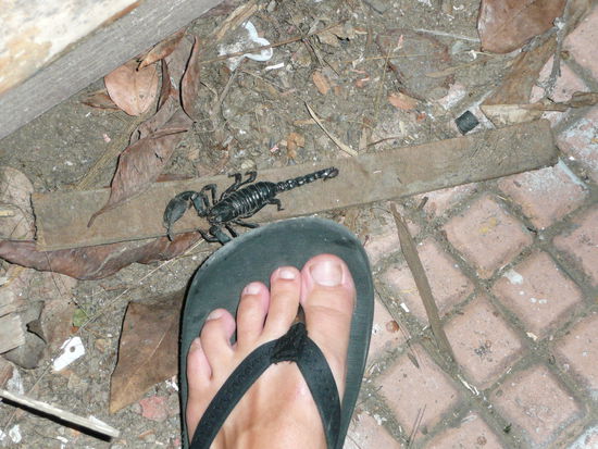 Scorpio I found on my way to the bridge