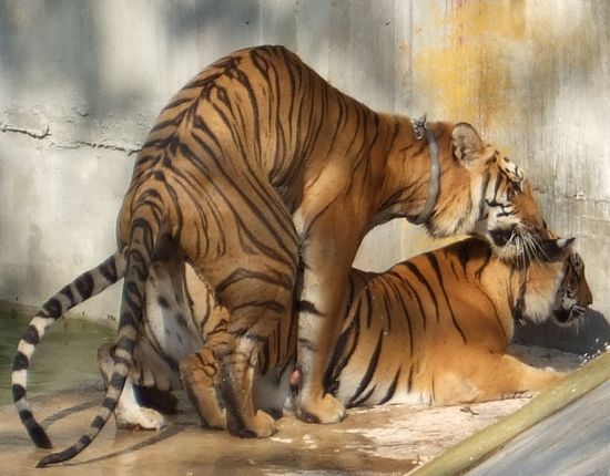 Over 21 cubs have been born at the temple. Number 22 is on its way!