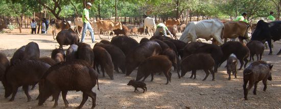 Hogs, cows, and horses being fed