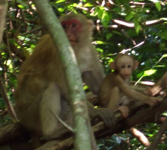 A mother macaque and her baby. Several others were nearby.
