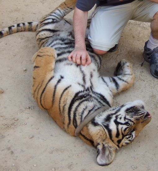 Petting an adult tiger