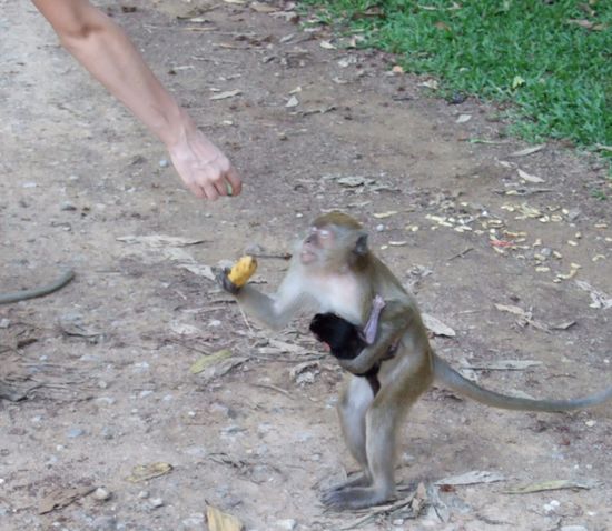 Feeding a mother monkey