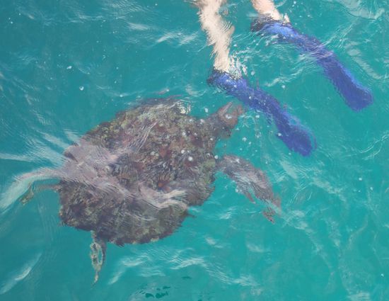 Friendly turtle that swam right up to our boat