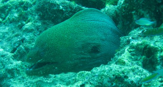 One of the moray eels we "spotted"