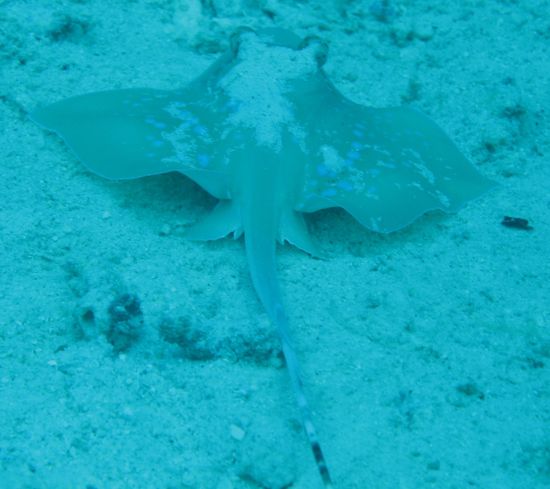 Sting-ray hiding in the sand