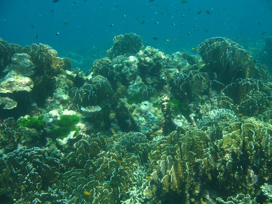 One of the coral reefs