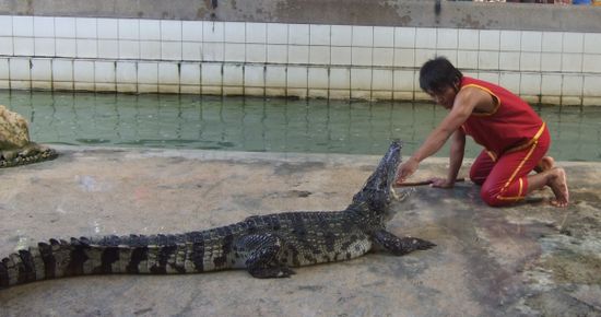 Sticking a hand inside the crocodile's mouth