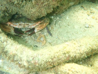 Mr. Crabs