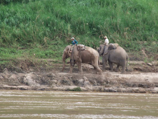 Elephants with their Mahouts on the banks of the Mekong