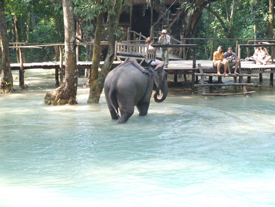 Elephants are always great to see