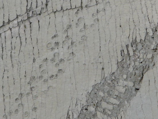 A zoom to the footprints of two Brontosaurs (herbivores) walking side by side.