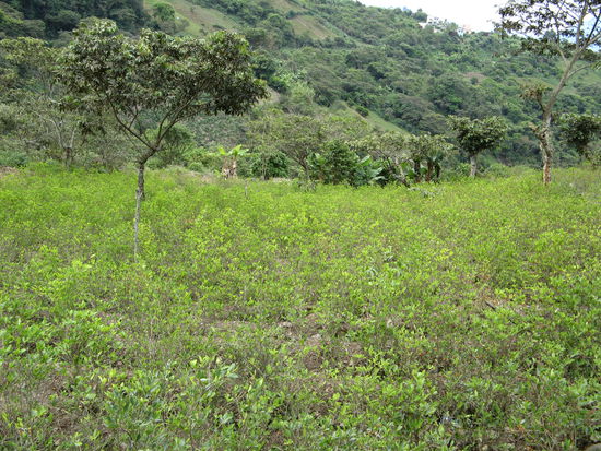 Endless coca fields. The coca plant is very easy to cultivate. Ten months after putting the seeds, the coca leaves are ready for the first harvest. Thereafter, each three months a new harvest of leaves is possible from the same plants, up to a duration of 15-30 years. With oil extracted from coca, the Incas were able - already around the year 1200 - to perform cerebral surgeries under anaesthesia.